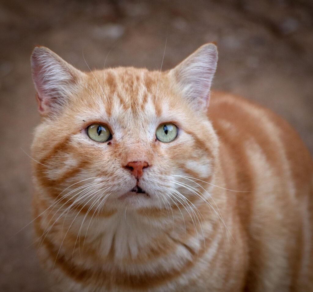 cat, nature, animal, domestic cat, view, close up, portrait, head, pet, street cat, mackerel, cat portrait, red, hunger, lonely, hungry, anxious, expression