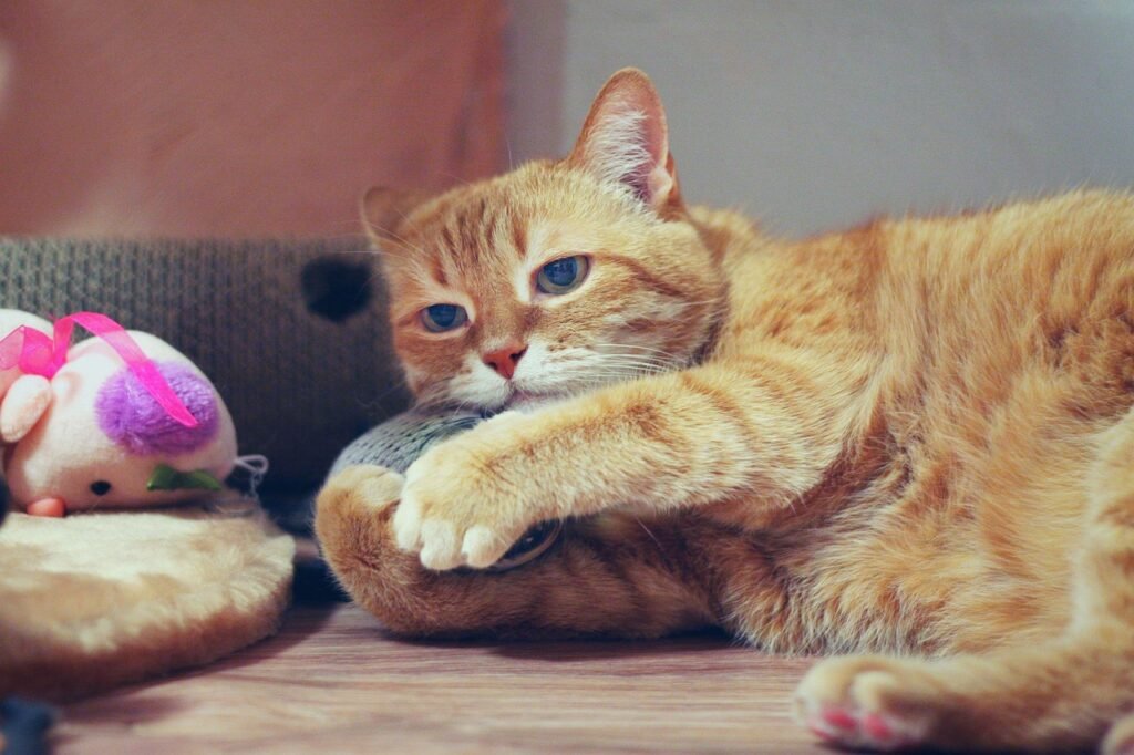 cat, animal, red cat, kitten, nature, cute, fur, dream, eyes, beauty, animals, toys, pet, toy