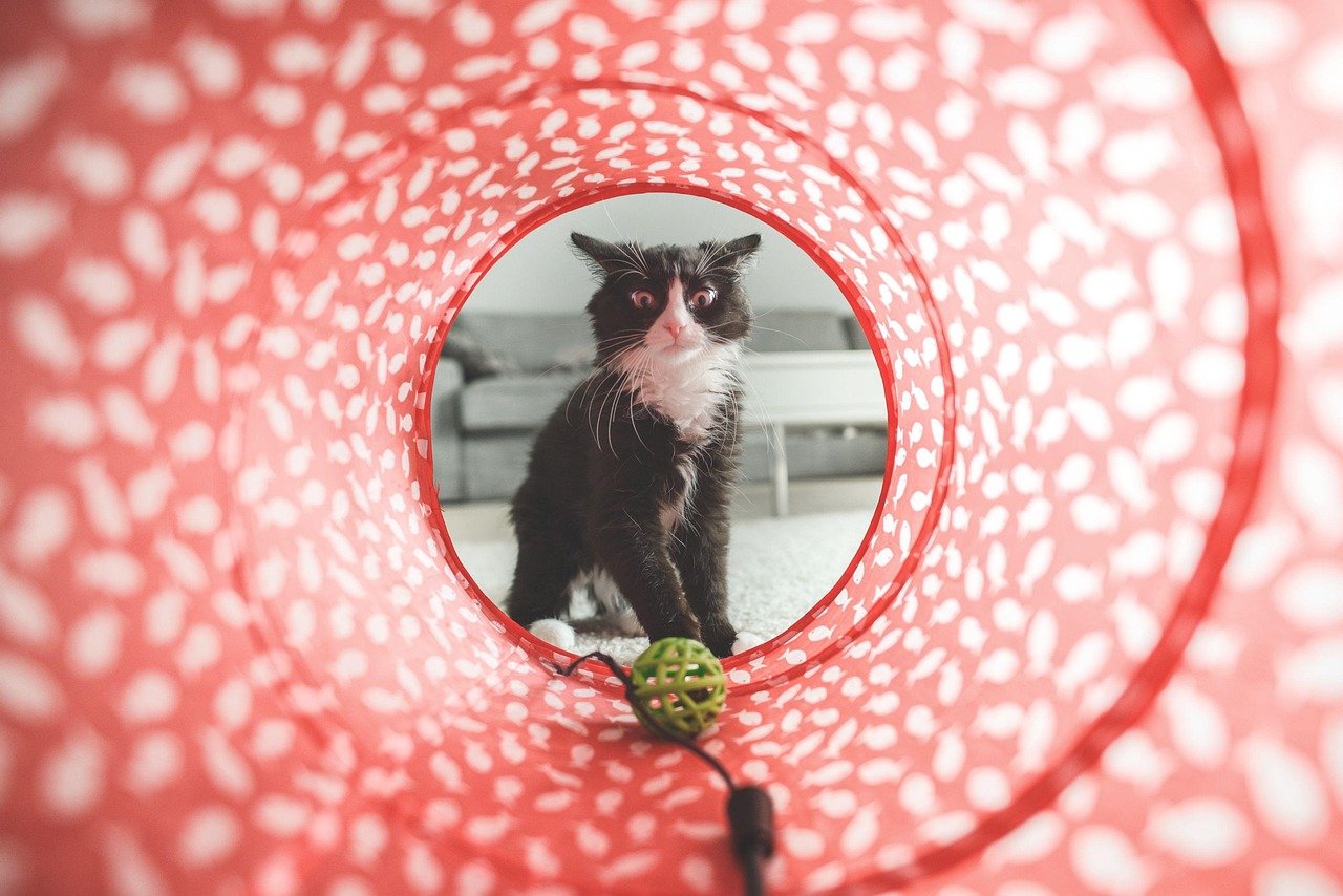 cat, nature, play, toy, tunnel, cute, domestic, animal, pet, furry, feline, domestic cat, cat portrait